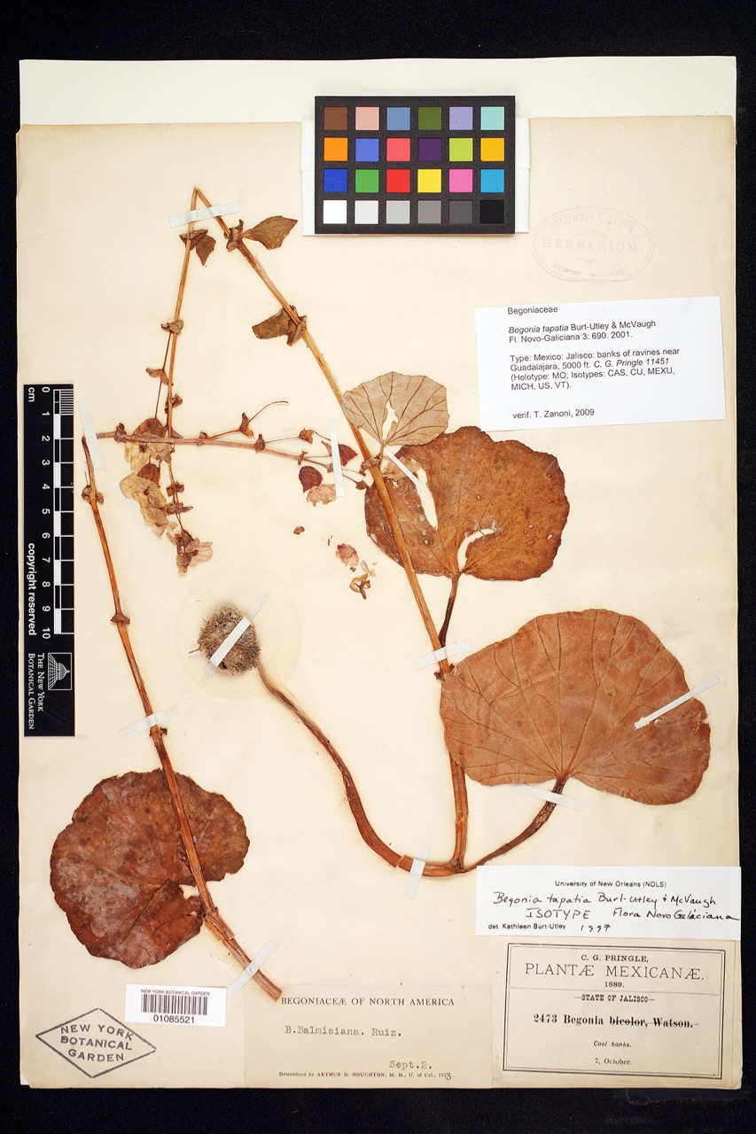 B. tapatia